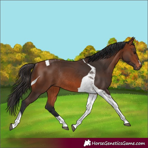 Horse Color:Bay Tobiano Rabicano 