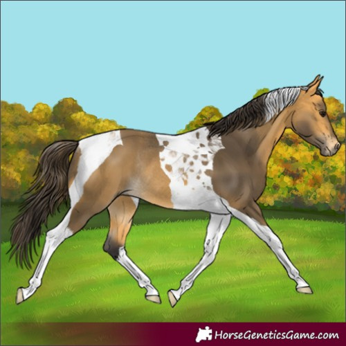 Horse Color:Buckskin Tobiano Rabicano