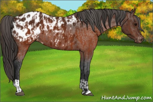 Horse Color:Brown Appaloosa  and Gray Brown Appaloosa 