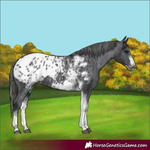 Horse Color:White Spotted Black Splash Tobiano Frame Appaloosa