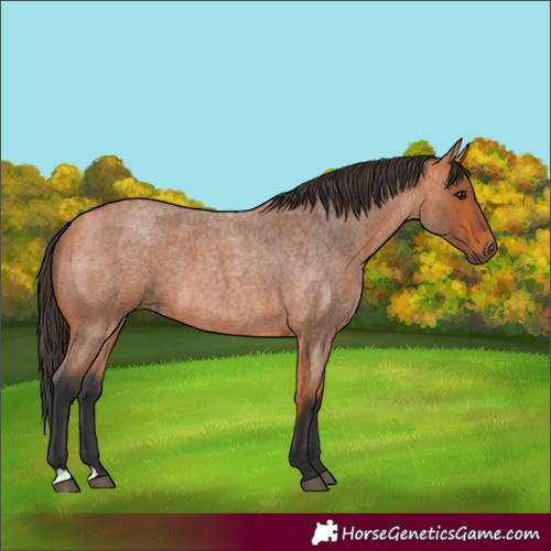 Horse Color:Bay Roan 