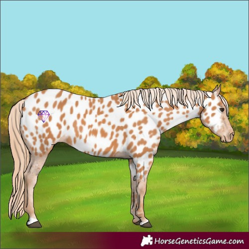Horse Color:Chestnut Appaloosa 