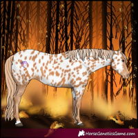 Horse Color:Chestnut Near Leopard