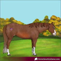 Horse Color:Chestnut Splash Appaloosa 