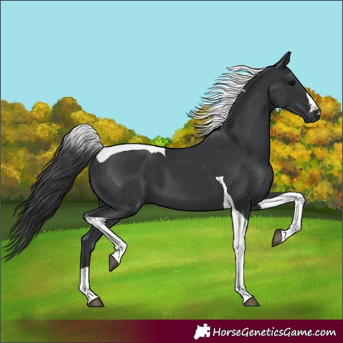 Horse Color:Black Tobiano 