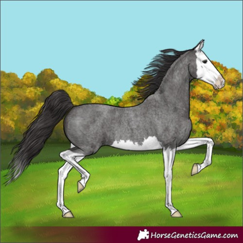Horse Color:Smoky Blue Roan Splash 