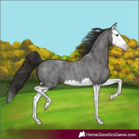 Horse Color:Smoky Blue Roan Splash