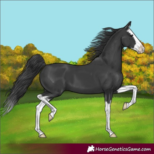 Horse Color:Black Splash 