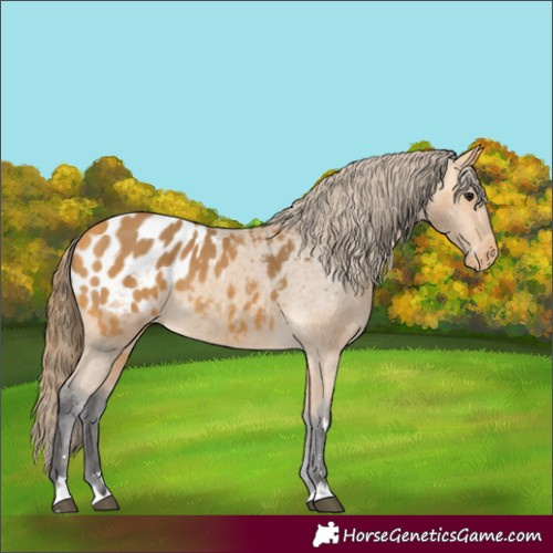 Horse Color:Buckskin Appaloosa 