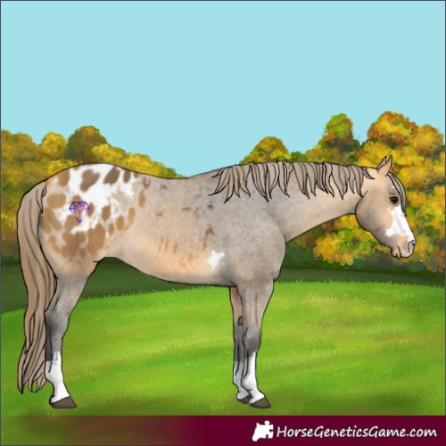 Horse Color:Buckskin Appaloosa 