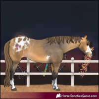 Horse Color:Buckskin Blanket 