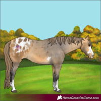 Horse Color:Buckskin Appaloosa