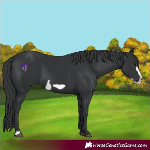 Horse Color:Black Frame 