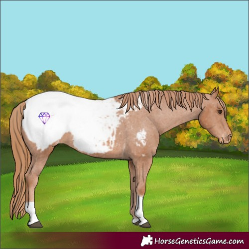 Horse Color:Chestnut Tobiano Appaloosa 