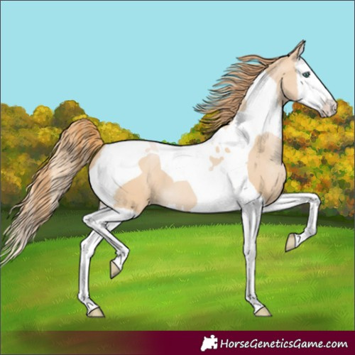 Horse Color:Smoky Black Pearl Splash Tobiano 
