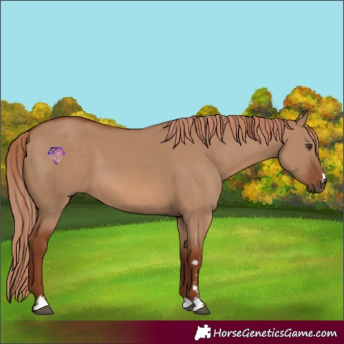 Horse Color:Red Dun 