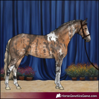 Horse Color:Brown Dun Sabino Tobiano Rabicano  and Chocolate Palomino Sabino Tobiano Rabicano 