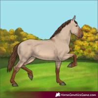 Horse Color:Red Dun Rabicano