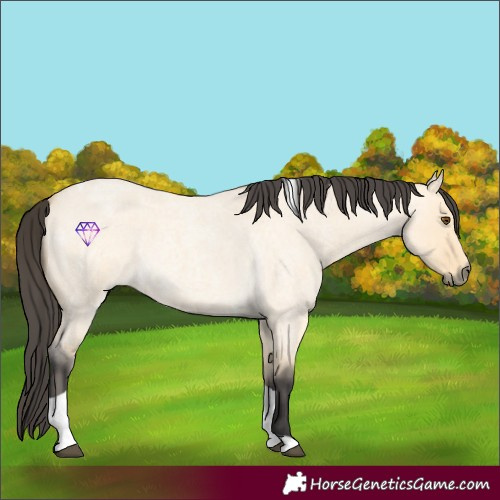 Horse Color:Buckskin Roan Dun Tobiano 