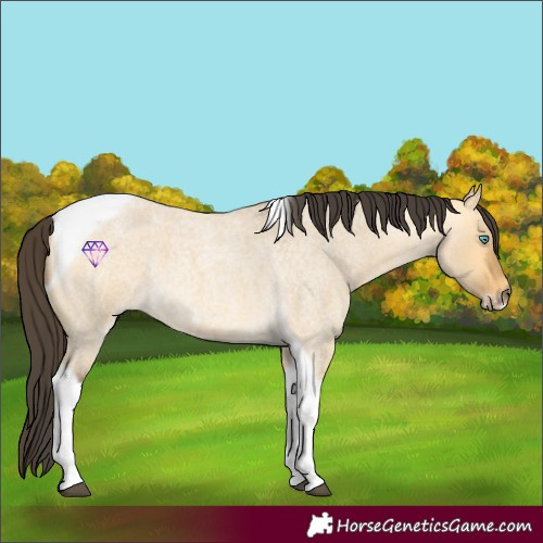 Horse Color:Buckskin Roan Dun Tobiano Frame 