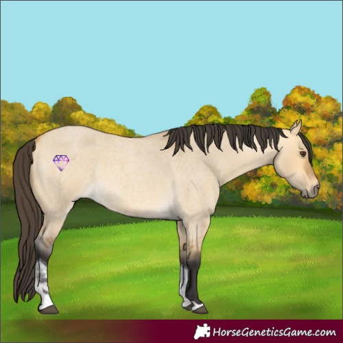 Horse Color:Buckskin Roan Dun Tobiano 