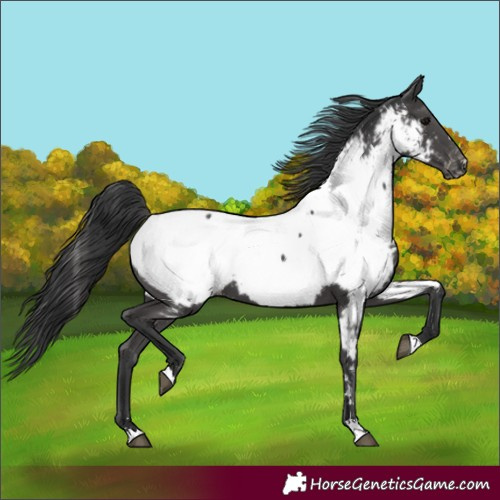 Horse Color:Black Near Fewspot 