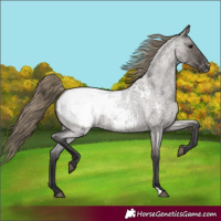 Horse Color:Smoky Grullo Roan Appaloosa 