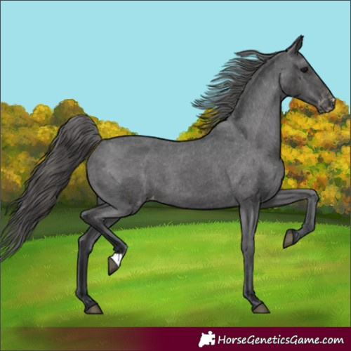 Horse Color:Black Appaloosa 