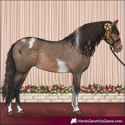 Horse Color:Brown Dun Tobiano Varnish Rabicano