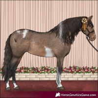 Horse Color:Brown Dun Tobiano Varnish Rabicano 