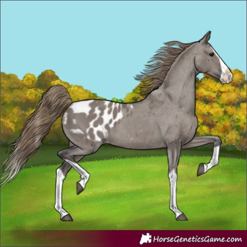 Horse Color:Smoky Grullo Splash Blanket