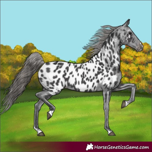 Horse Color:Black Near Leopard 