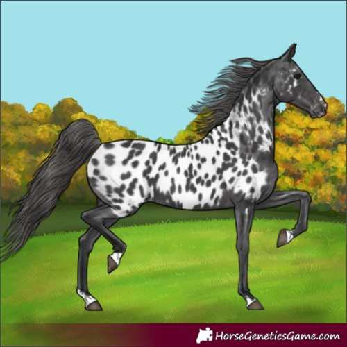 Horse Color:Black Appaloosa 