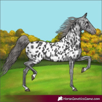 Horse Color:Black Near Leopard