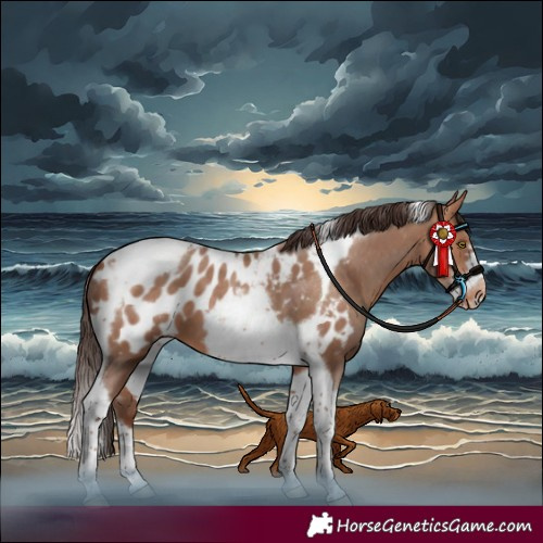 Horse Color:Sable Champagne Sabino Splash Tobiano Frame Appaloosa 