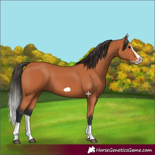 Horse Color:Bay Splash Frame 