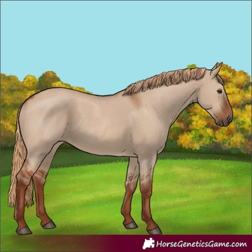 Horse Color:Red Dun