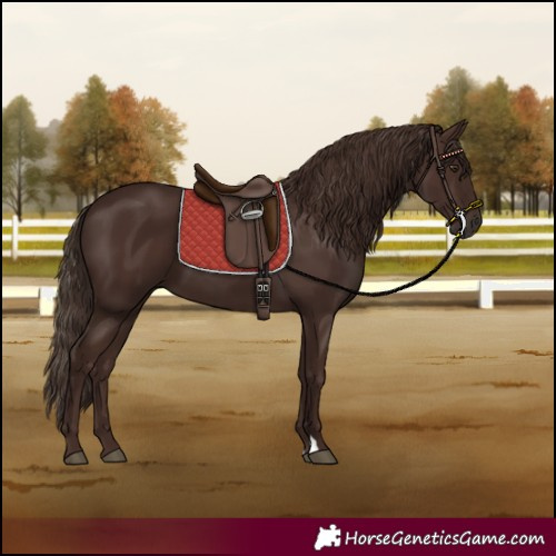 Horse Color:Liver Chestnut