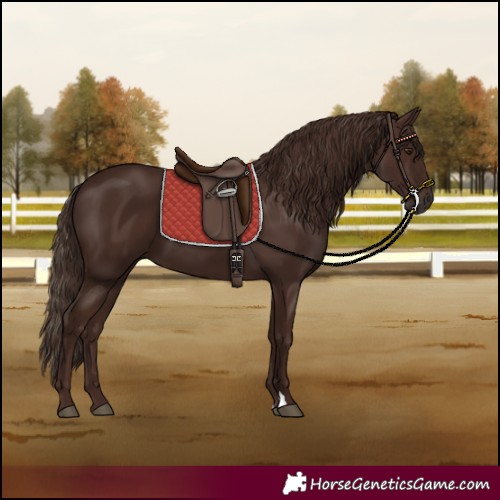 Horse Color:Liver Chestnut 
