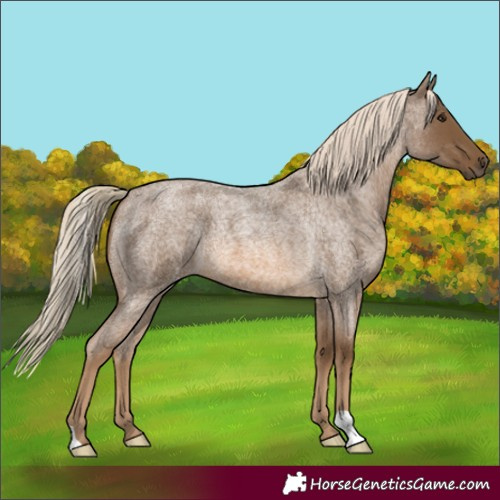 Horse Color:Chocolate Palomino Roan