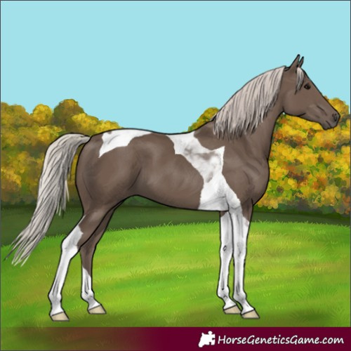 Horse Color:Silver Black Tobiano 