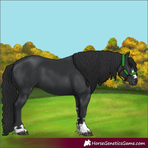 Horse Color:Black 