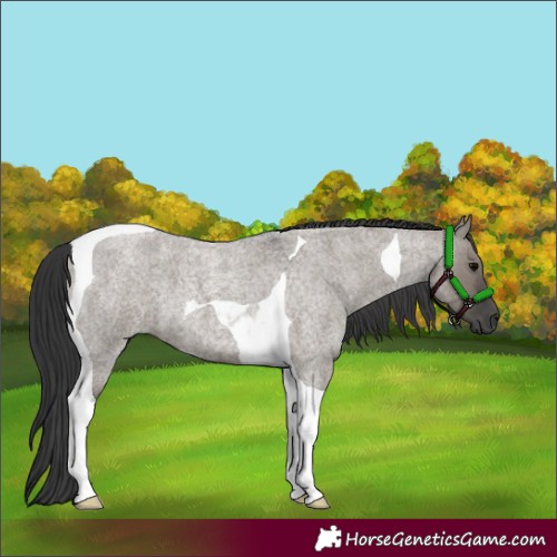 Horse Color:Grullo Roan Tobiano