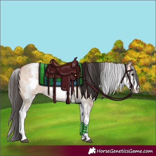 Horse Color:White Spotted Bay Roan Dun 