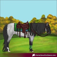 Horse Color:Blue Roan
