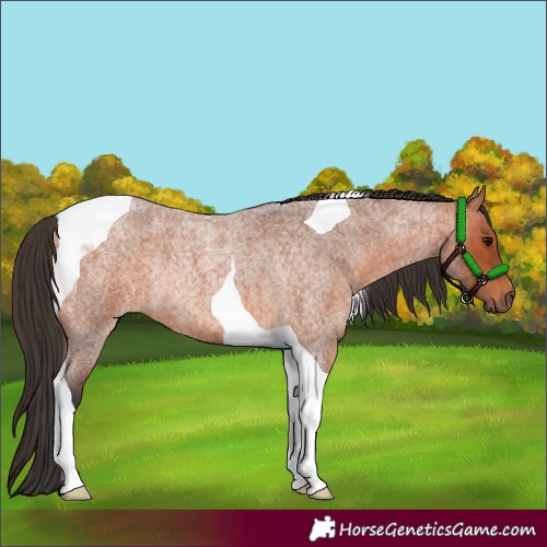 Horse Color:Bay Roan Tobiano Rabicano 