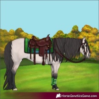 Horse Color:Platinum Bay Dun