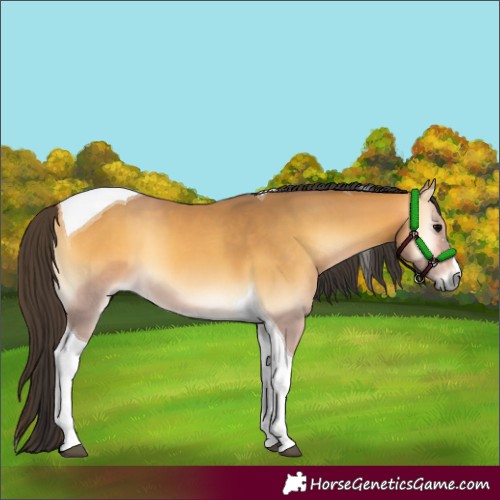 Horse Color:Buckskin Onyx Tobiano