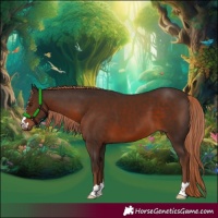 Horse Color:Liver Chestnut 