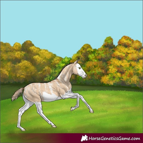 Horse Color:Powder White Red Dun Splash
